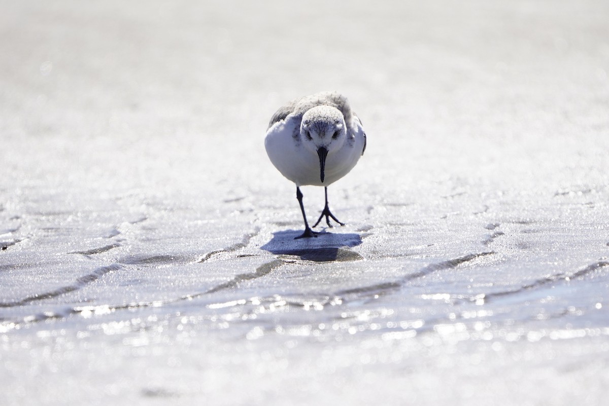 Sanderling - ML424623591