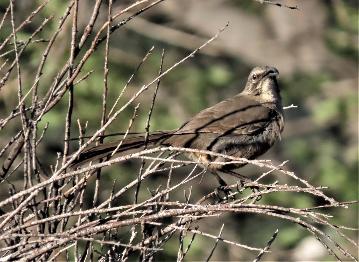 California Thrasher - ML424624931