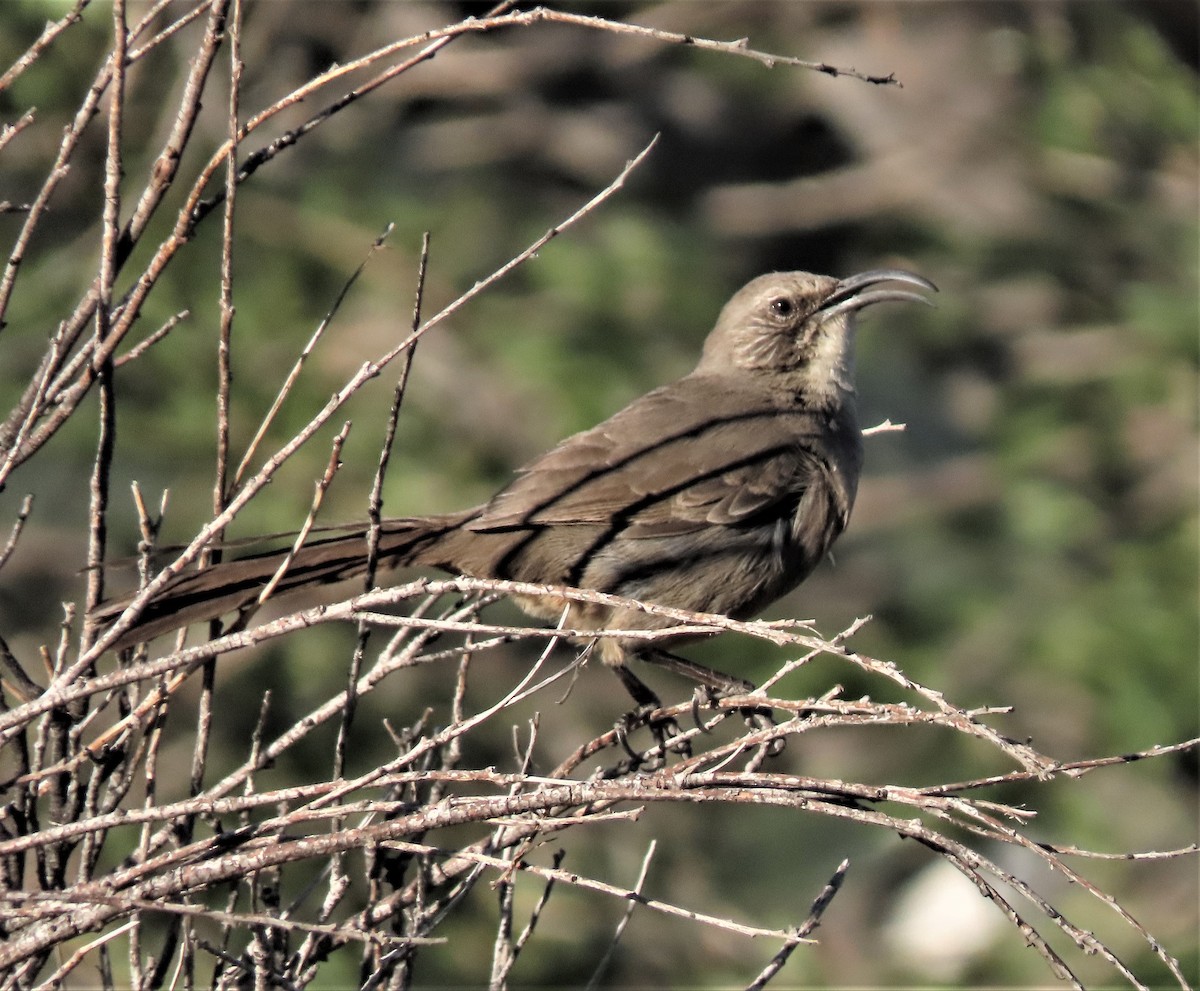 California Thrasher - ML424625021