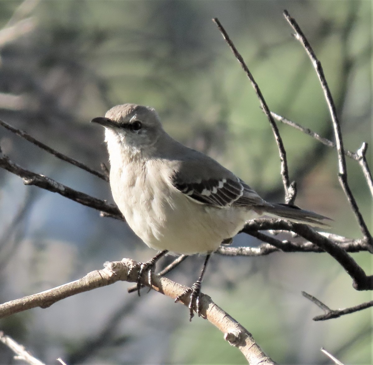 Northern Mockingbird - ML424625051