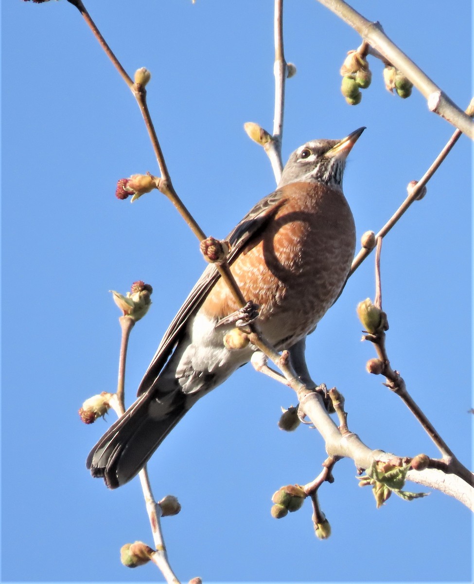 American Robin - ML424625301