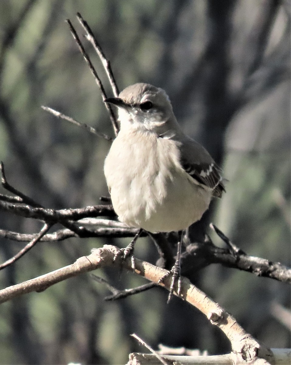 Northern Mockingbird - ML424625441