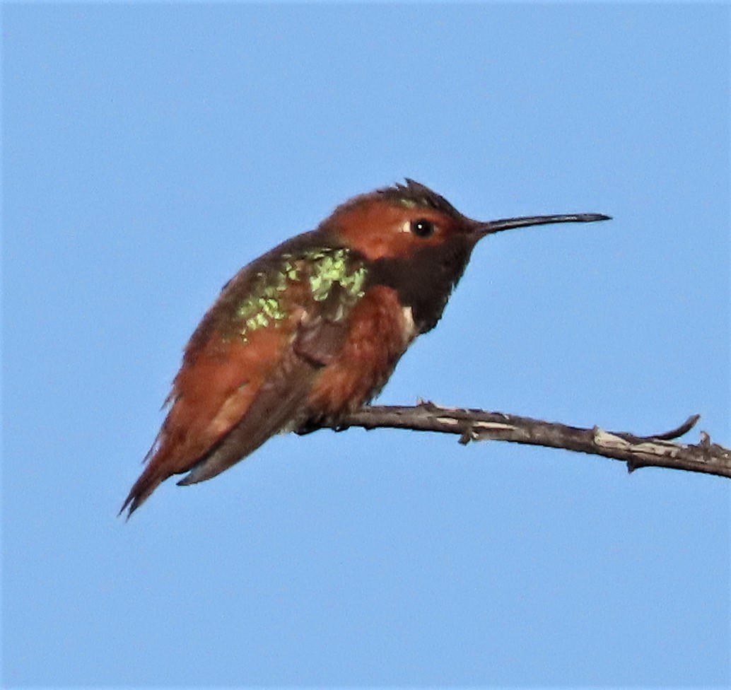 Colibrí de Allen - ML424625561