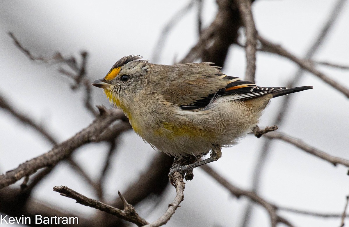 Pardalote Estriado (substriatus) - ML424626071