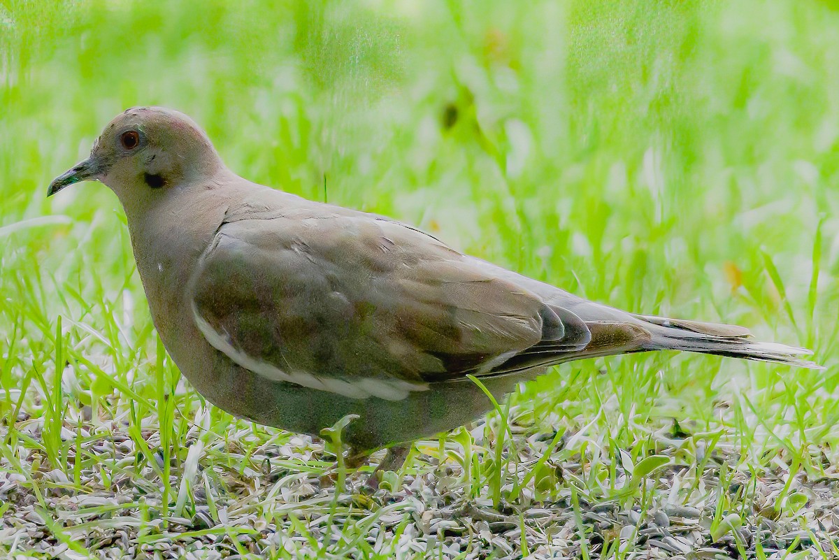 White-winged Dove - ML424626481