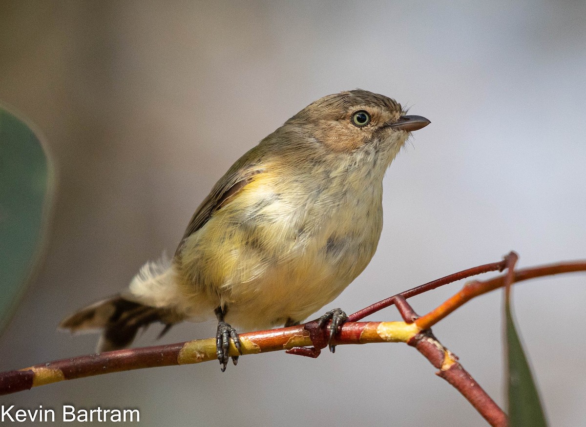 Weebill - ML424626671