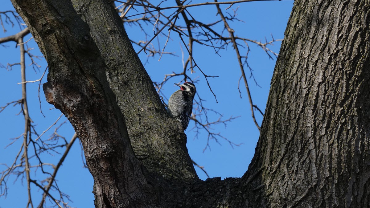 Downy Woodpecker - ML424626761