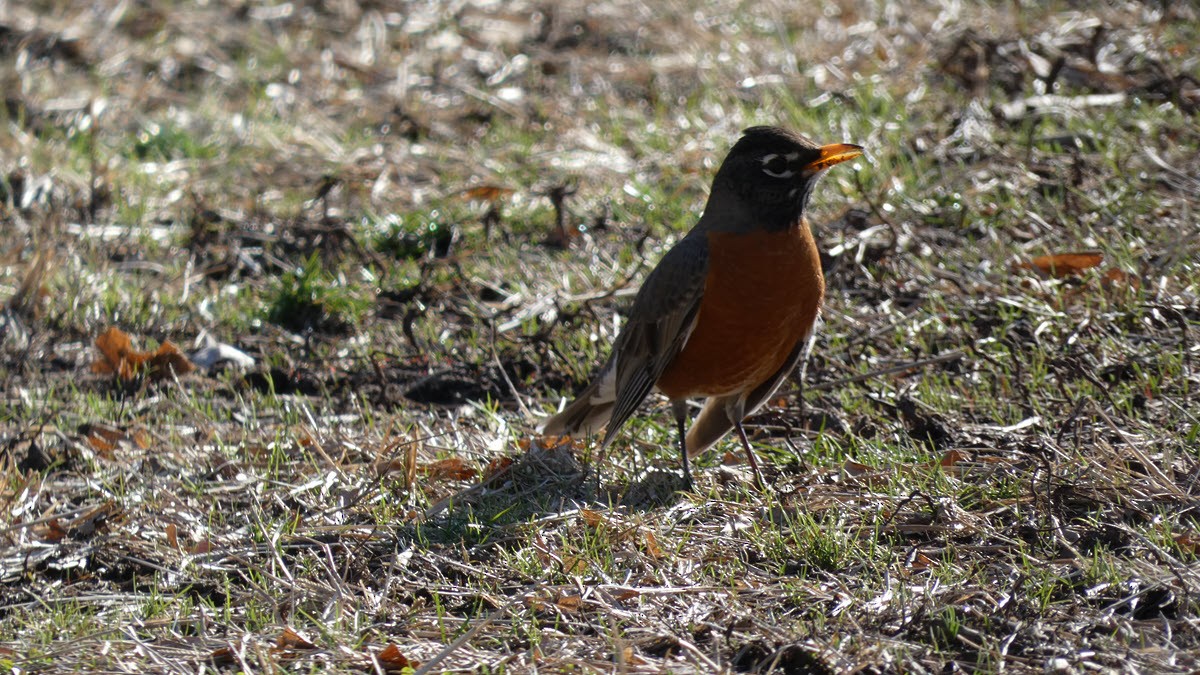 American Robin - ML424626781