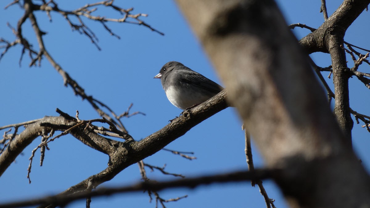 Junco ardoisé - ML424626831