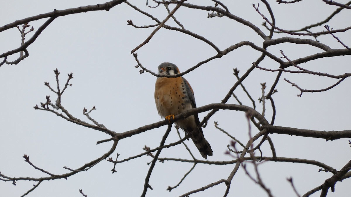 American Kestrel - ML424627411