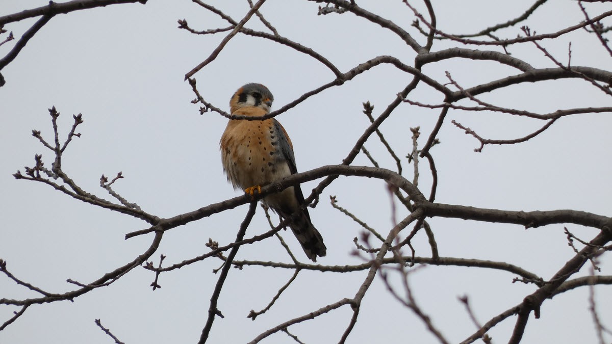 American Kestrel - ML424627421