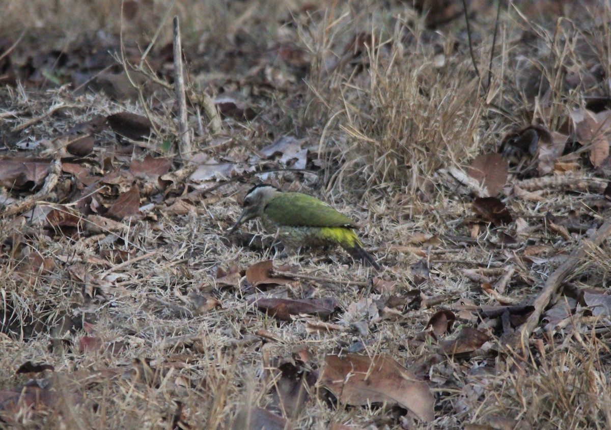 Streak-throated Woodpecker - Melvin Jaison