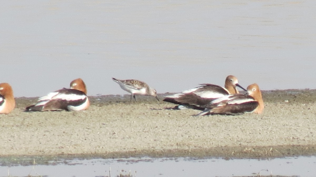 Sanderling - ML424629071