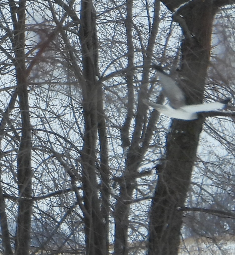 Northern Harrier - ML424630561