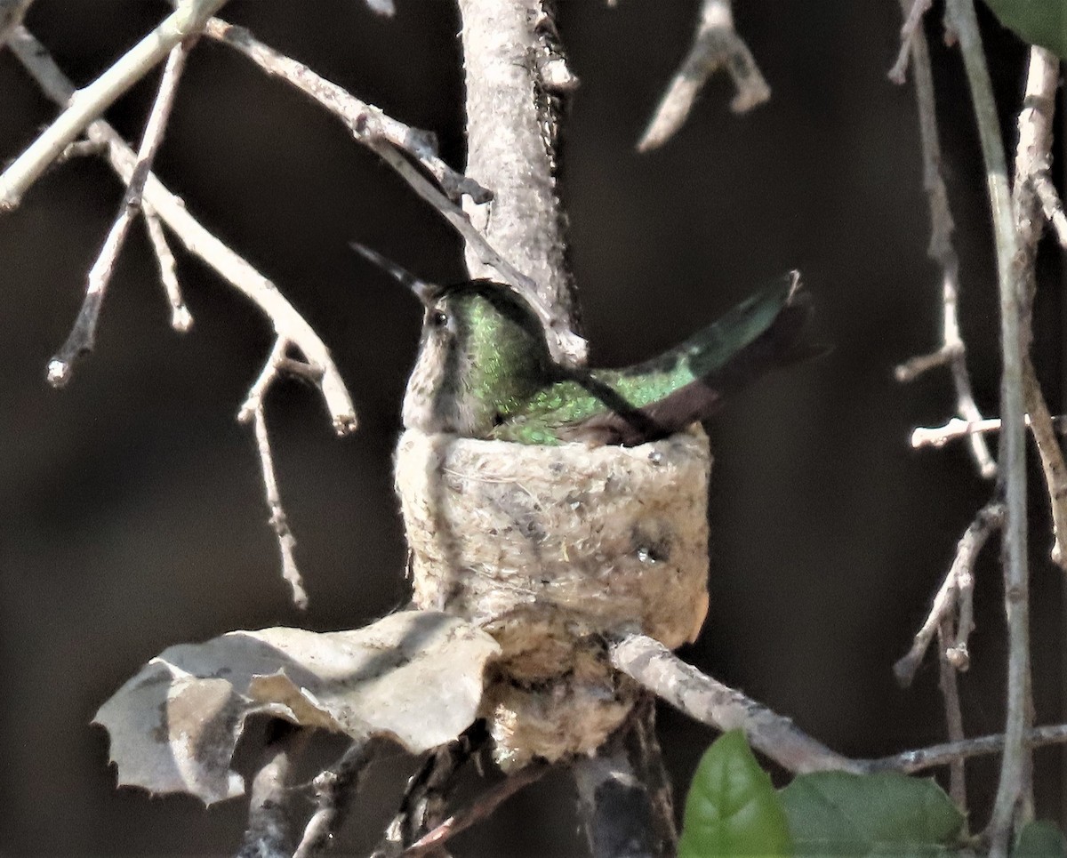 Anna's Hummingbird - ML424633251