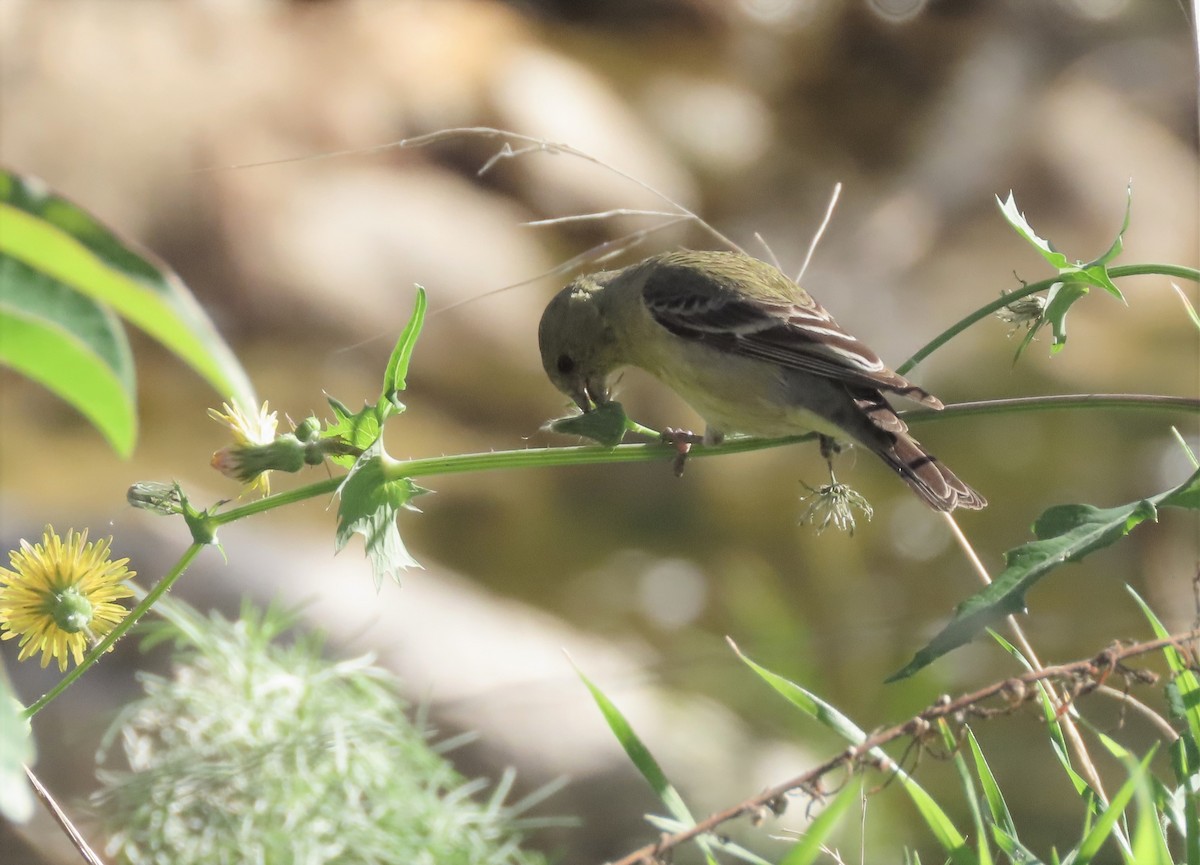 Lesser Goldfinch - ML424633401