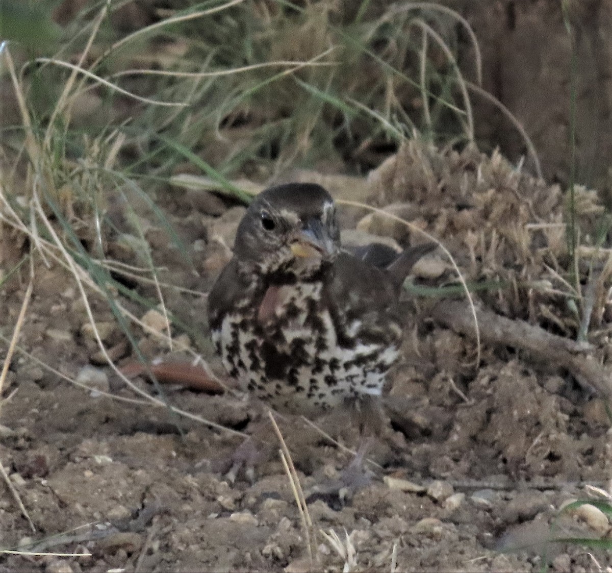 Fox Sparrow - ML424633501