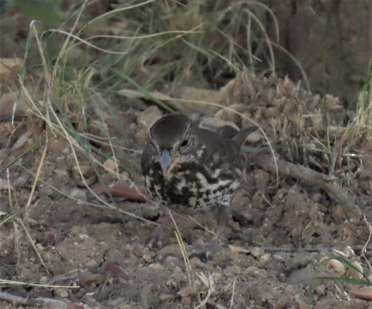 Fox Sparrow - ML424633561