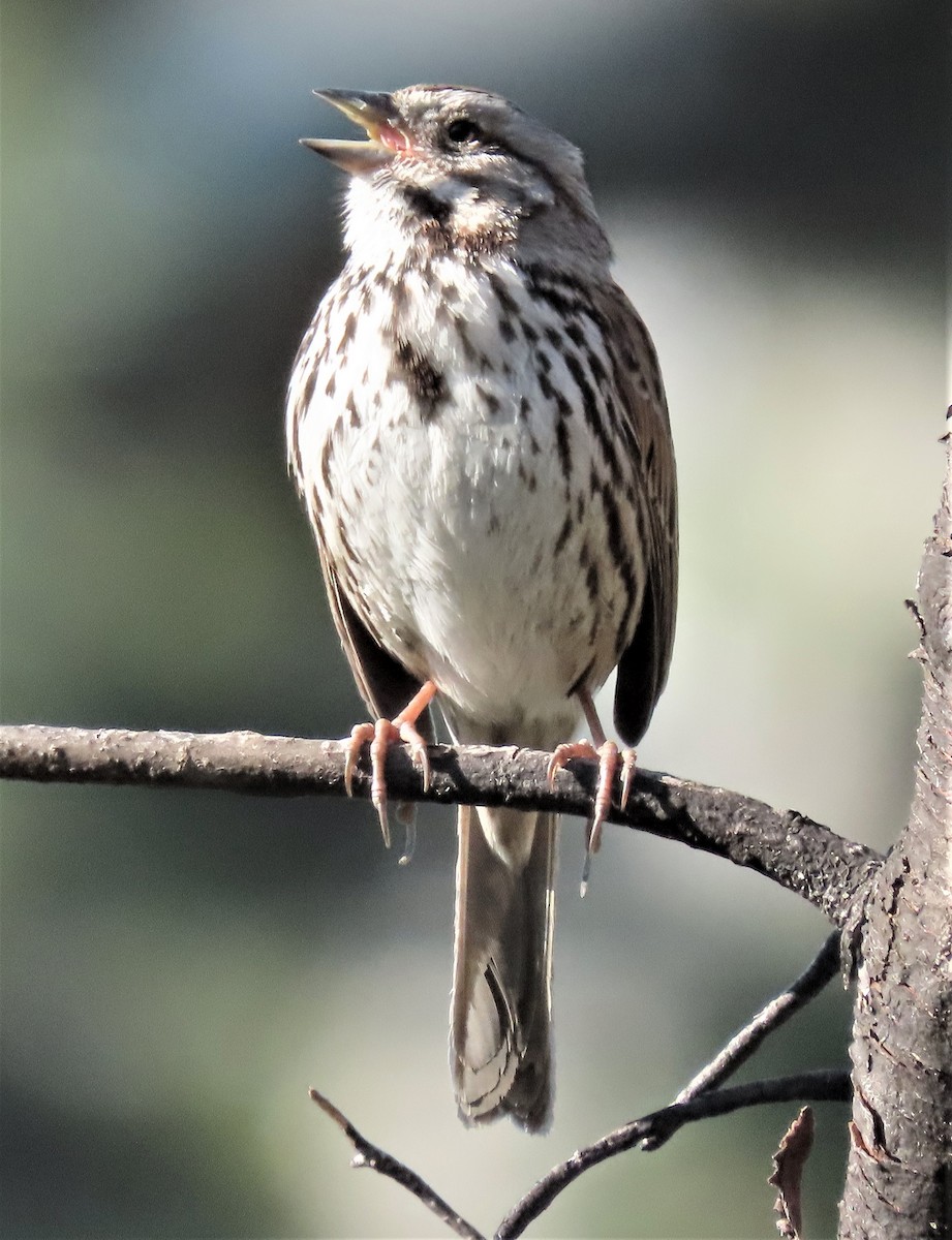 Song Sparrow - ML424633641