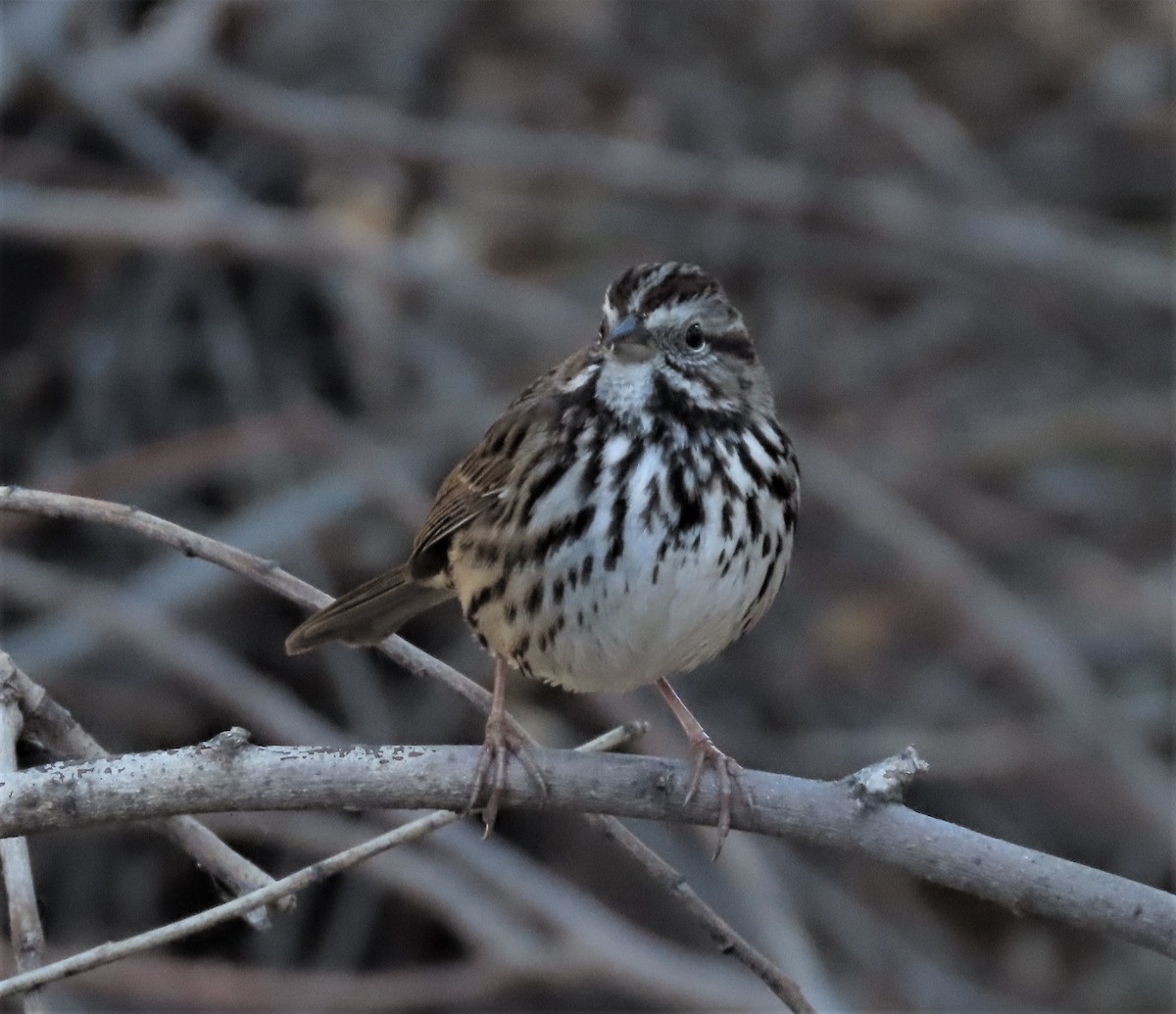 Song Sparrow - ML424633651