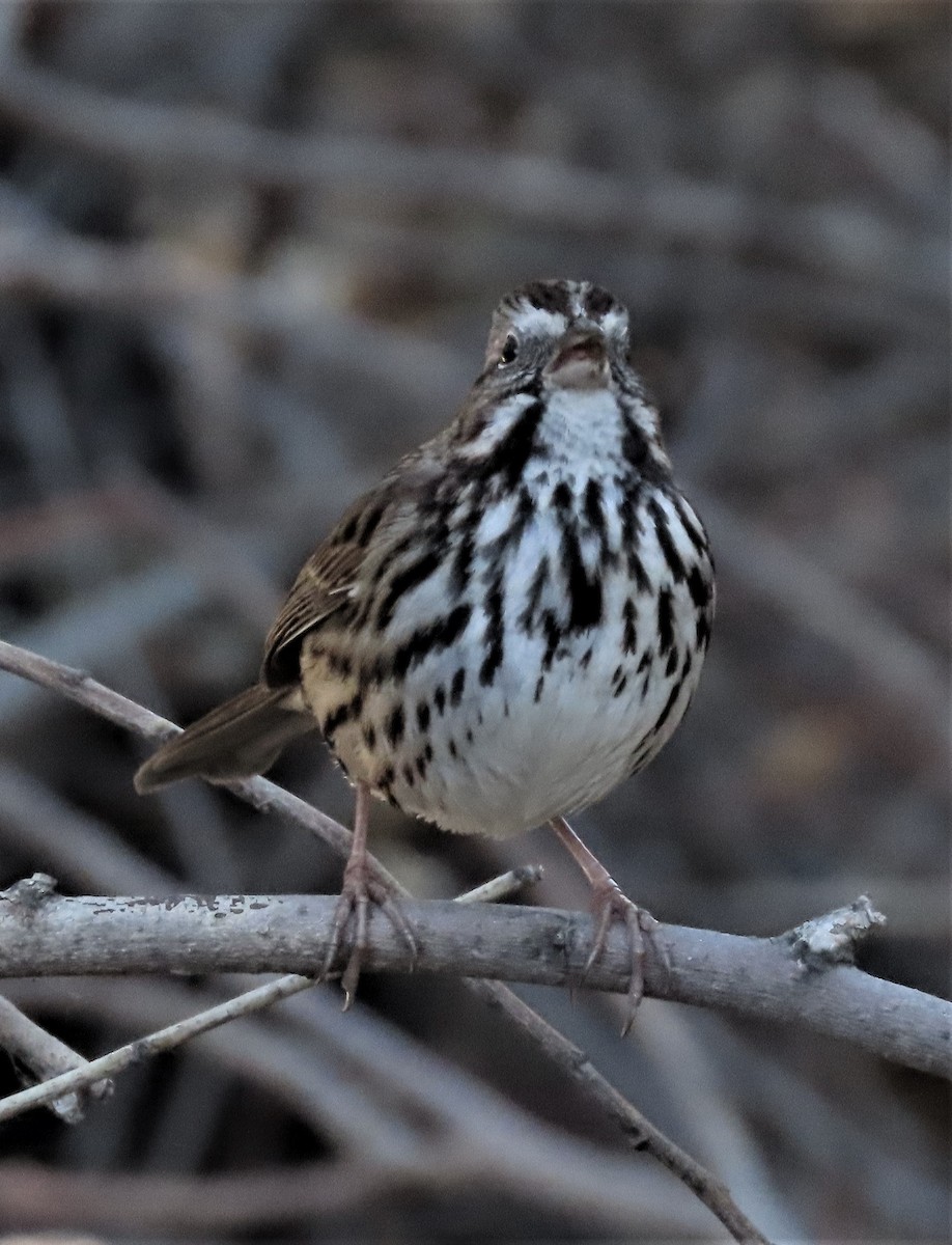 Song Sparrow - ML424633671