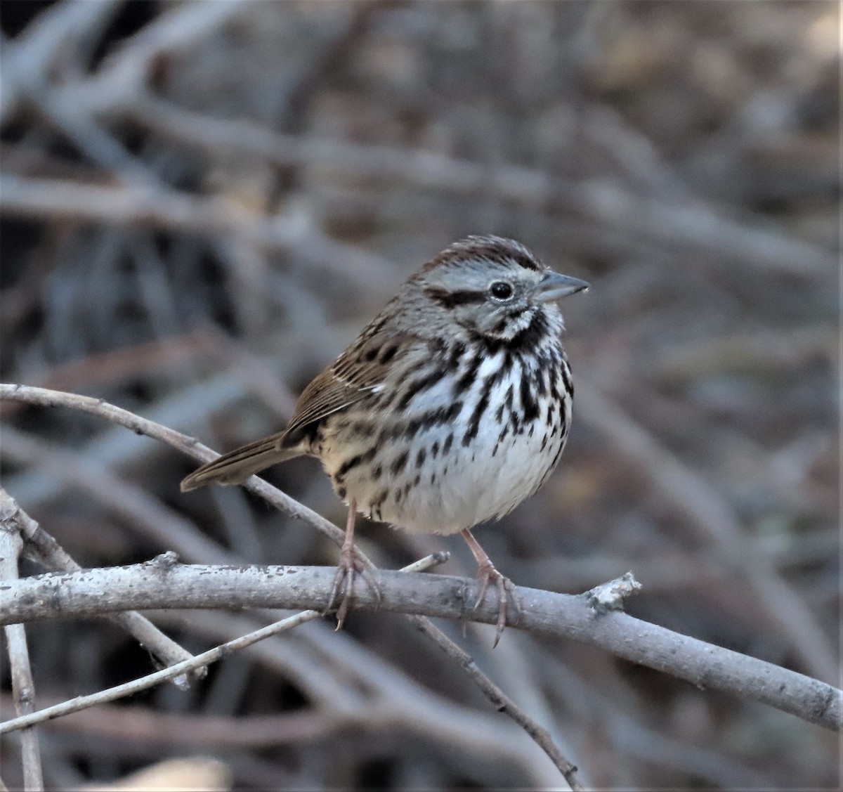 Song Sparrow - Ed Thomas