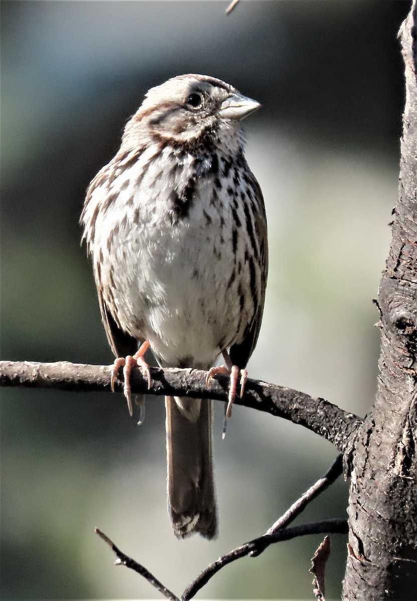Song Sparrow - ML424634521