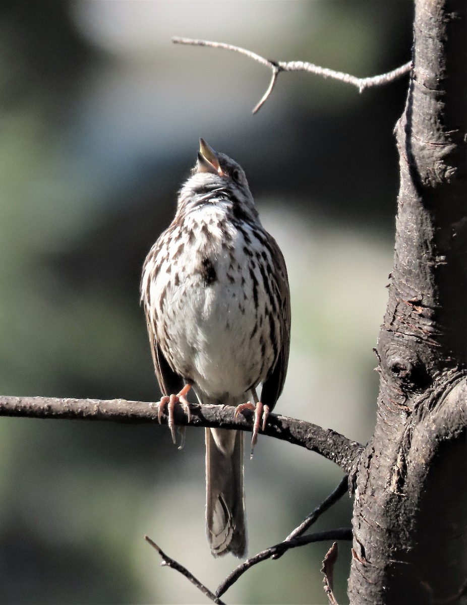 Song Sparrow - ML424634611
