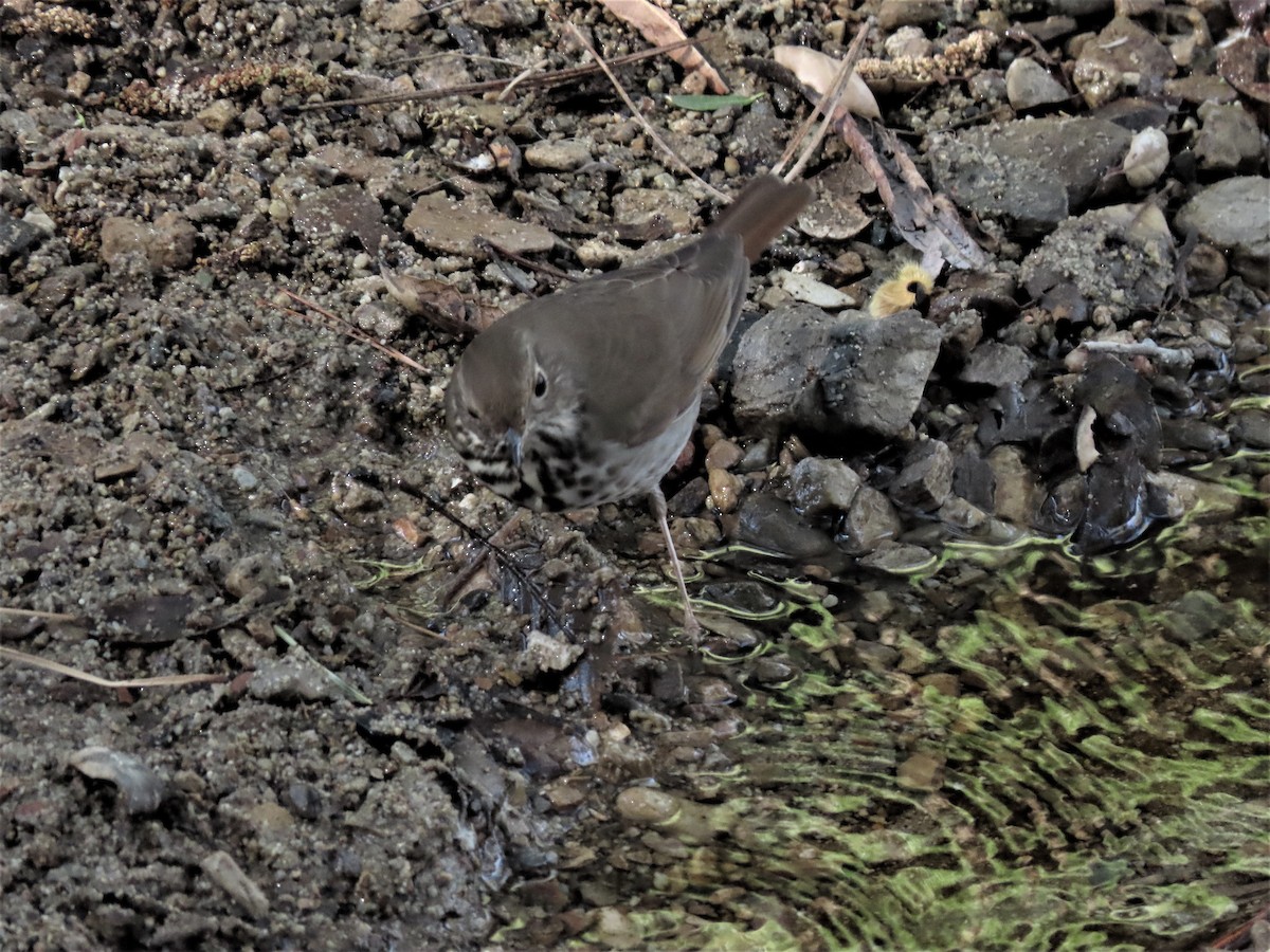 Hermit Thrush - ML424635421