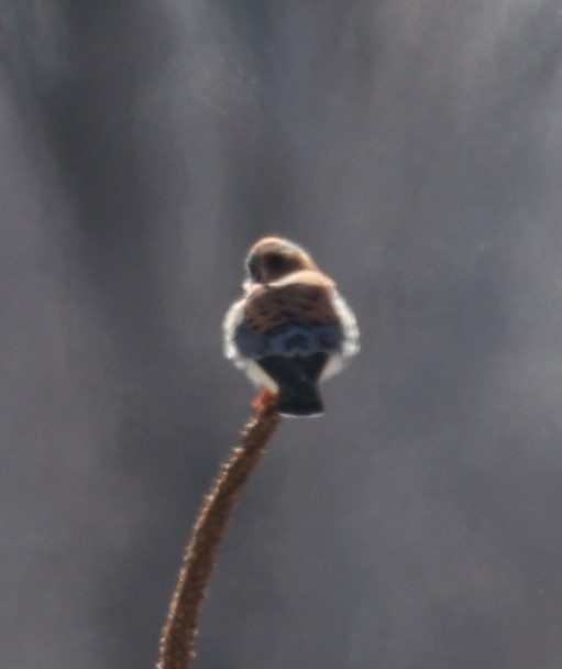 American Kestrel - David Cunningham