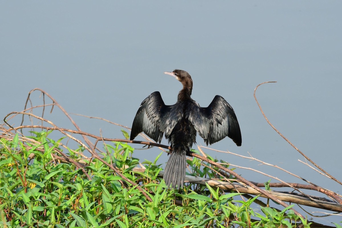 Indian Cormorant - Peter Allen