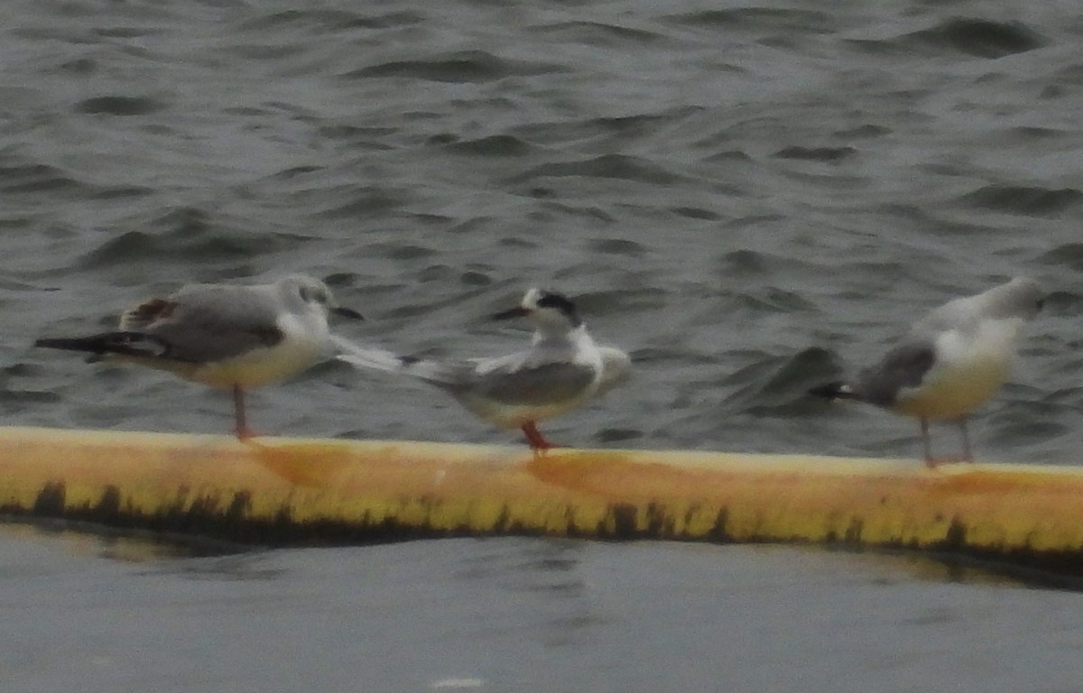 Forster's Tern - ML424638981