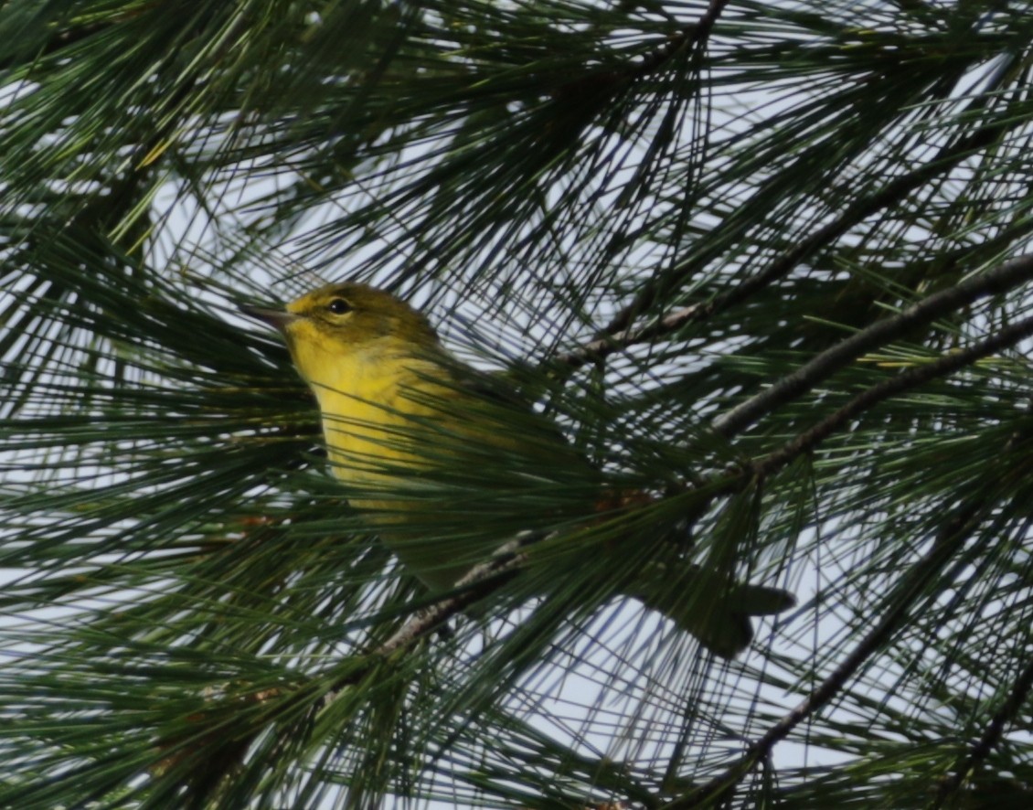 Pine Warbler - ML424640861