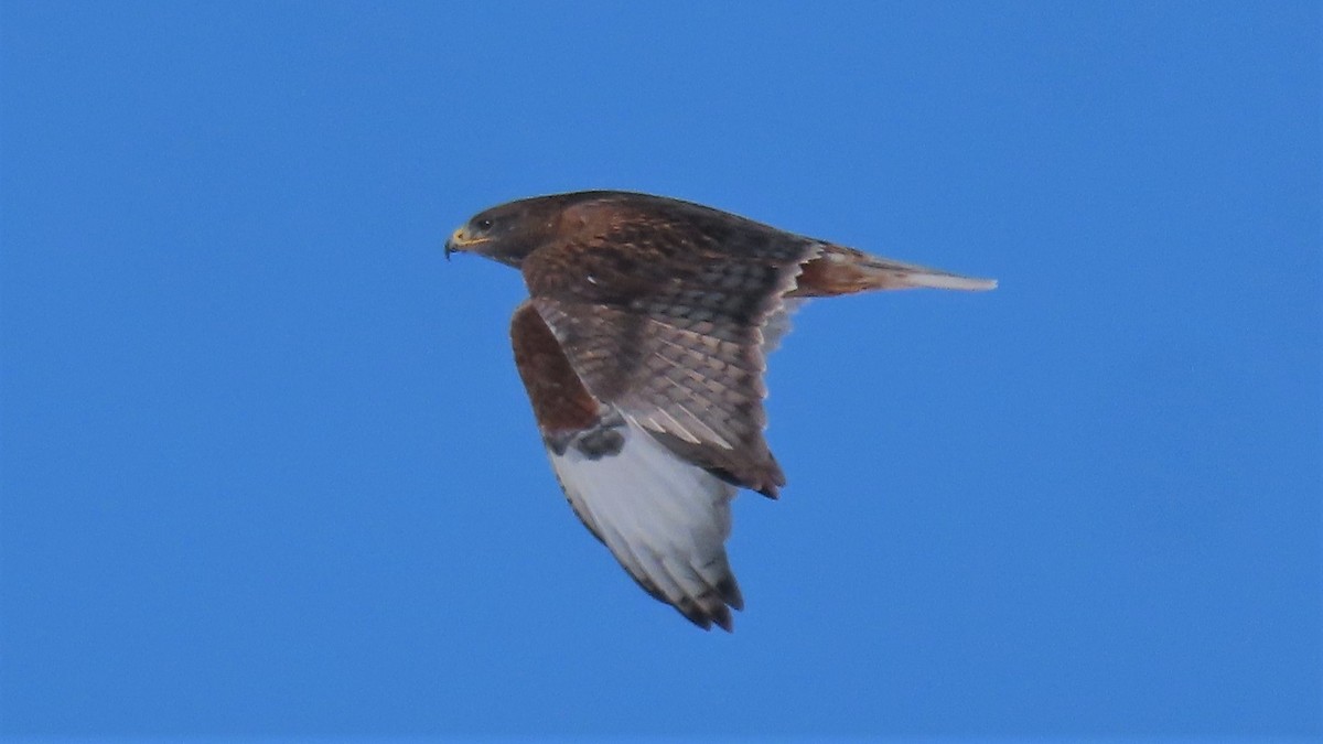 Ferruginous Hawk - ML424641231