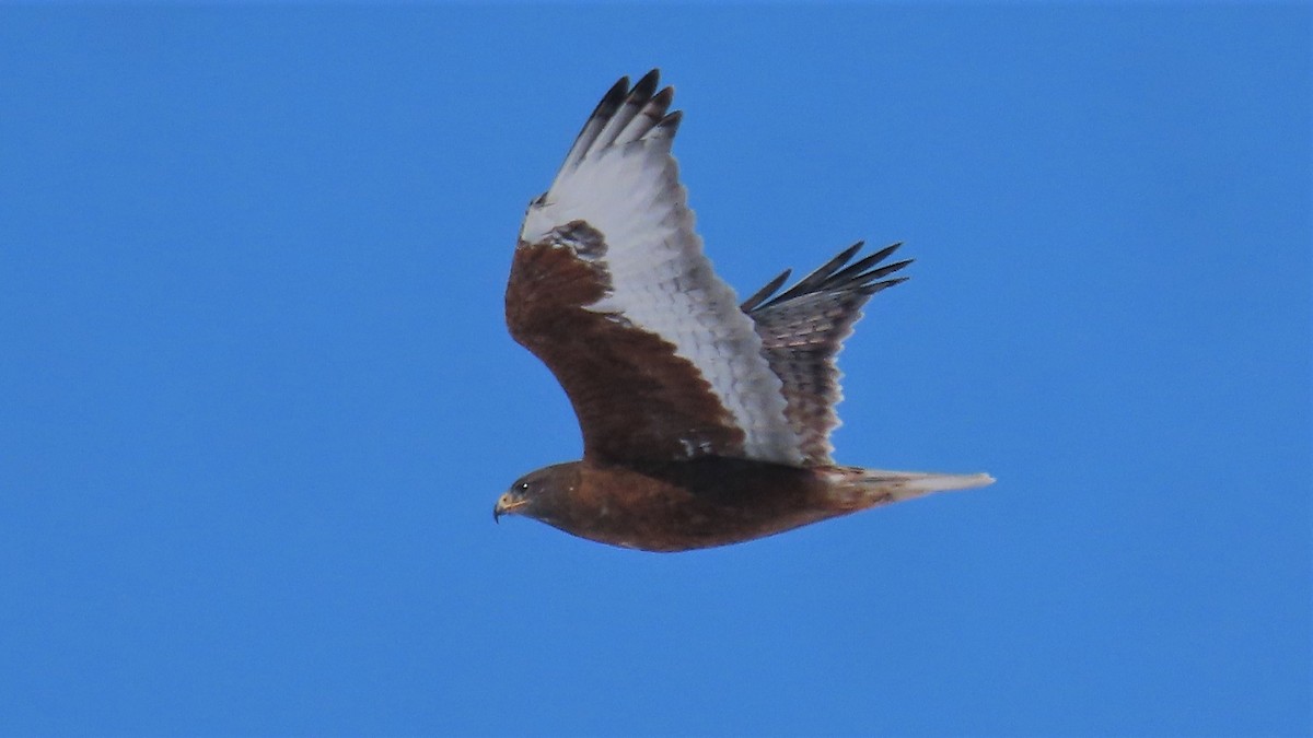 Ferruginous Hawk - ML424641261