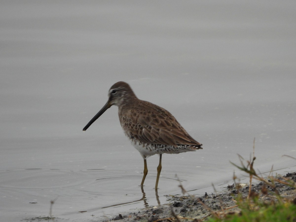 Long-billed Dowitcher - ML424641391