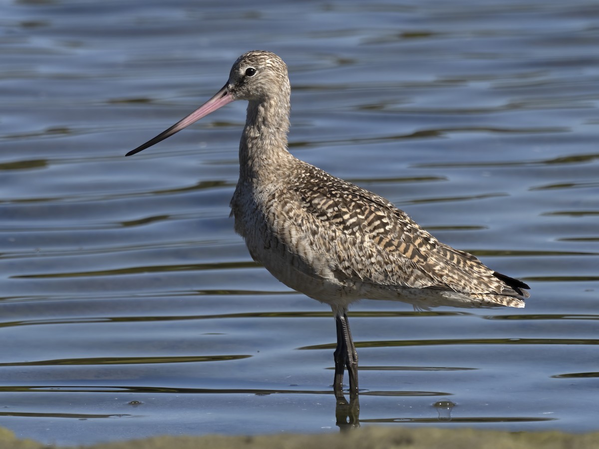 Marbled Godwit - ML424642841