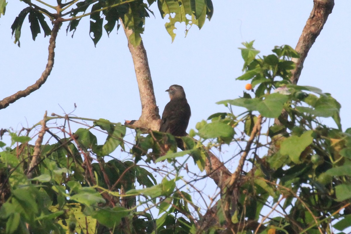 Tanimbar Brush Cuckoo (undescribed form) - Charles Davies