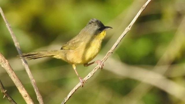 Gray-crowned Yellowthroat - ML424645071