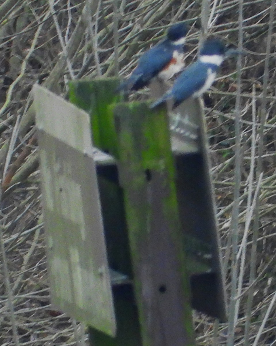 Belted Kingfisher - Eric Haskell