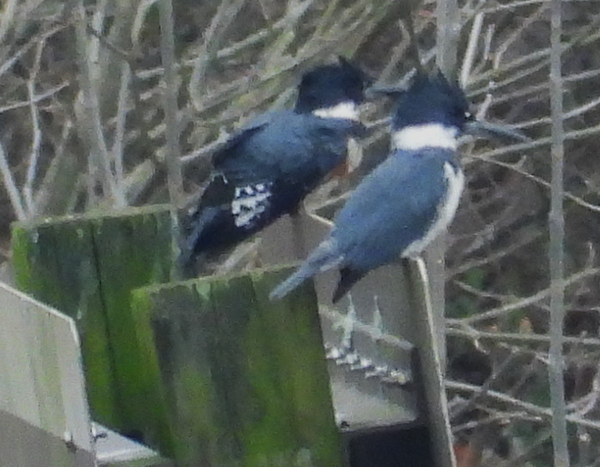 Belted Kingfisher - ML424646831