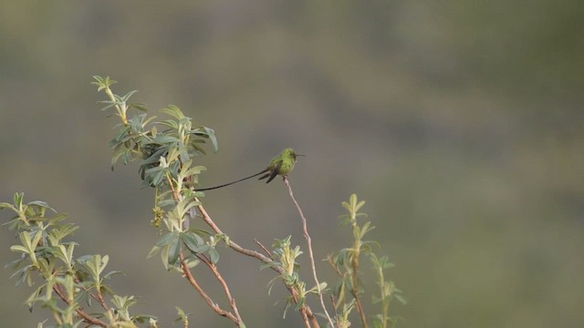 Black-tailed Trainbearer - ML424649741