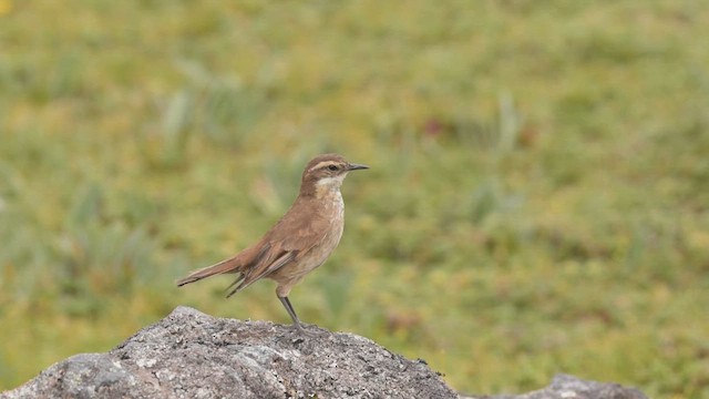 Chestnut-winged Cinclodes - ML424649831