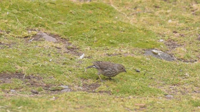 ネズミヤマシトド - ML424649971