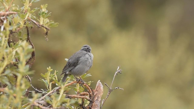 ネズミヤマシトド - ML424650831