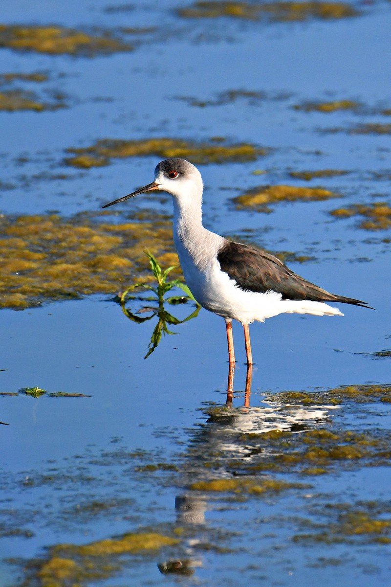 Black-winged Stilt - ML424651151