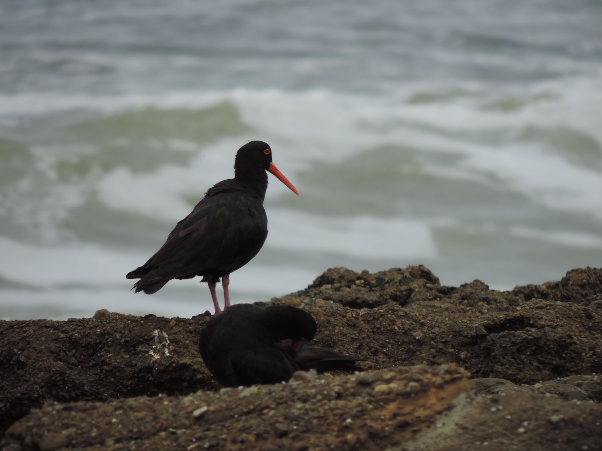 Sooty Oystercatcher - ML424651861