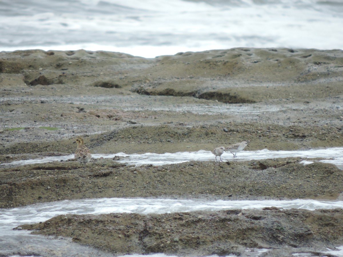 Pacific Golden-Plover - Geoff Coates