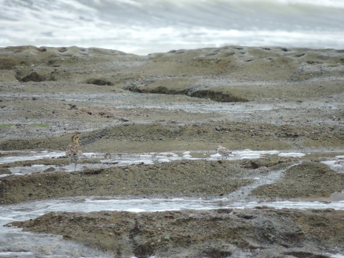 Pacific Golden-Plover - Geoff Coates