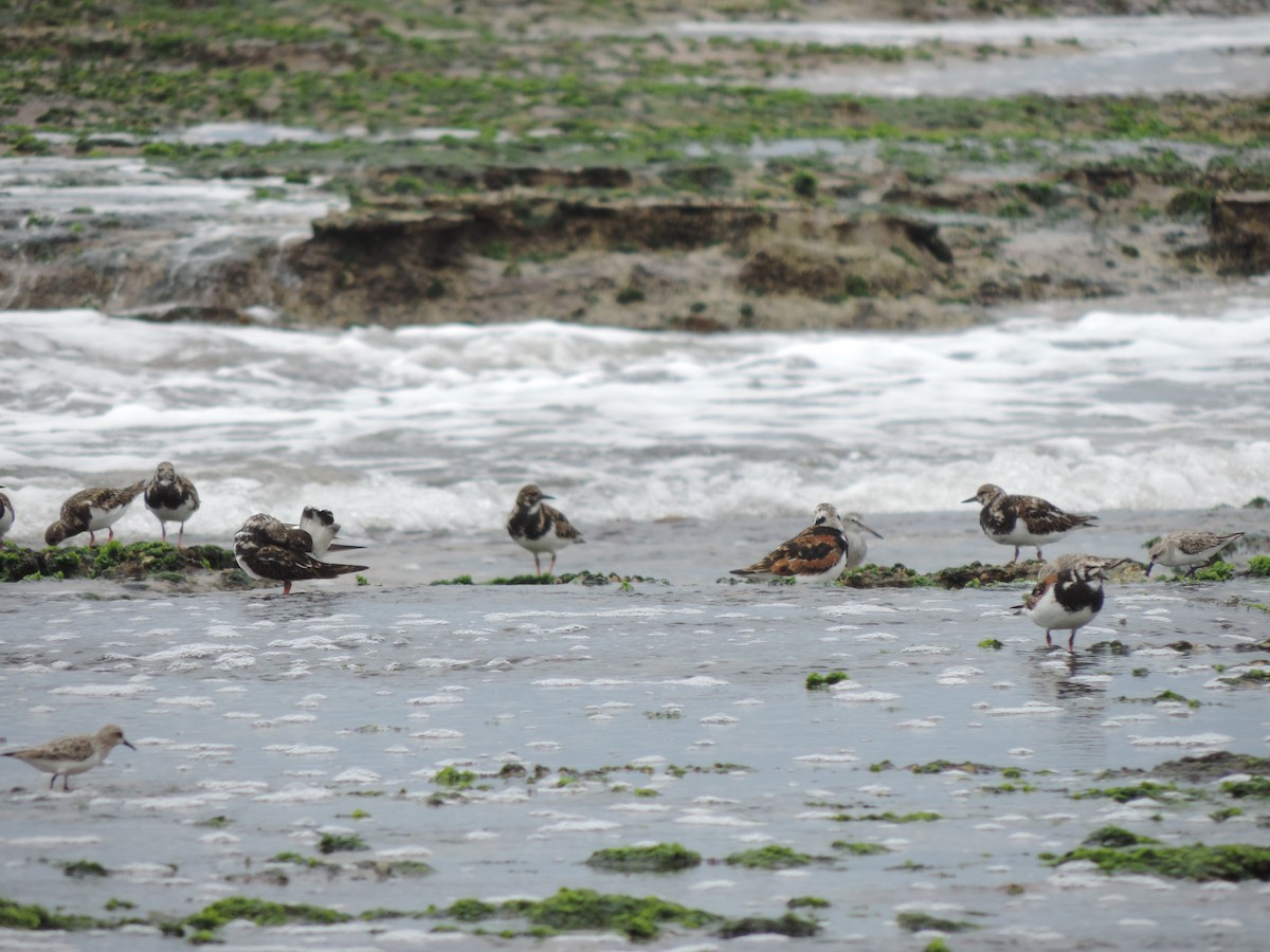 Ruddy Turnstone - ML424651941